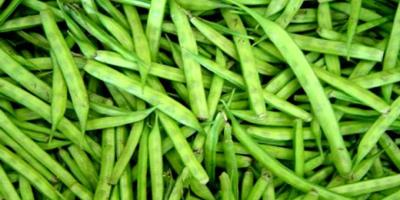 21. GAWARFALI (250 GM)
